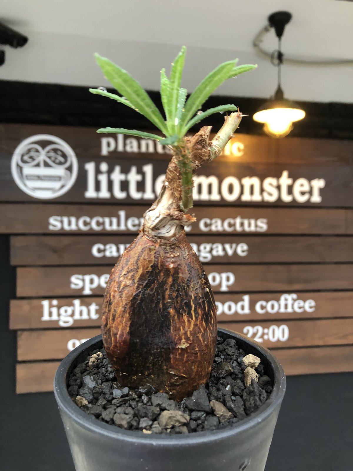 pachypodium succulentum 《M size》※現地球株発根済※サキュレンタムらしからぬ濃いめの肌に整った丸み強き良樹形が堪らない‼︎※mad  black pot植え