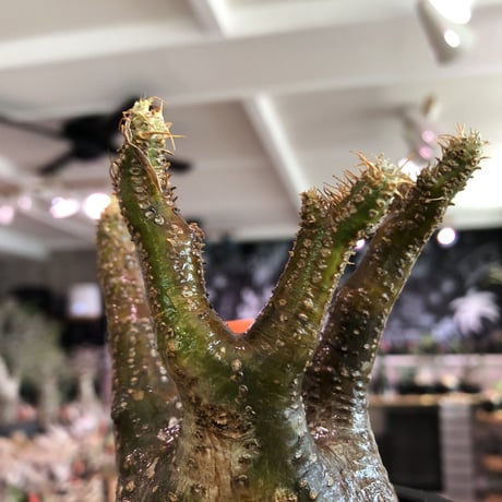 pachypodium  gracilius《小さめM size》※現地球発根済株※店主国内管理3年株※まるでフグの様な柄を持つ丁度良きサイズ感のグラキ※mad black pot植え