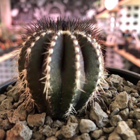 uebelmannia   pectinifera《M size》360度球体極美株‼︎  上品な趣高きな一株‼︎店主国内管理４年株‼︎※mad black bowl pot植え※限定2株