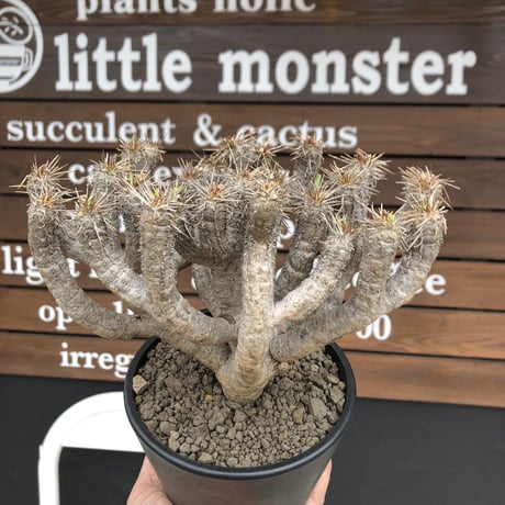 euphorbia  guillauminiana《大きめL size》※現地球発根済株※店主国内管理4年株※溶岩質土壌育ちの現地球株らしい表皮＆厳つい極太幹が◎※mad black pot植え