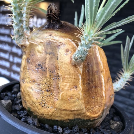 pachypodium gracilius《L size》※現地球株発根済（店主所有株）※360度現地焼け表皮&360度胴吹き枝を持つ唯一無二過ぎる渾身の一株※mad black bowl pot植え