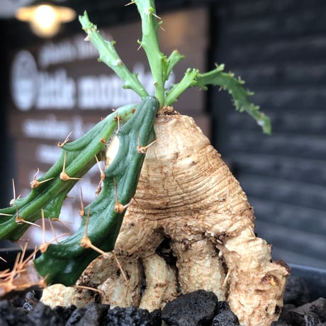 euphorbia micracantha《M size》※現地球株発根済※細く無数に生える長めの棘を持つどっしり構えの男前な一株※black bowl pot植え