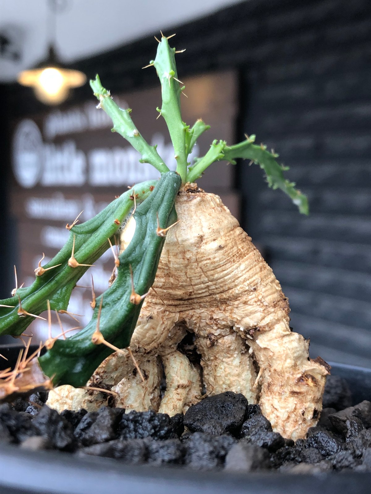 euphorbia micracantha《M size》※現地球株発根済※細く無数に生える長