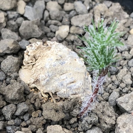 eriospermum dregei《M size》驚愕‼︎冬型激希少種※現地球発根後店主国内管理5年株※まず出回らない現地球株‼︎ビッグサイズ立体塊根＆極美しい葉※mad black pot植え