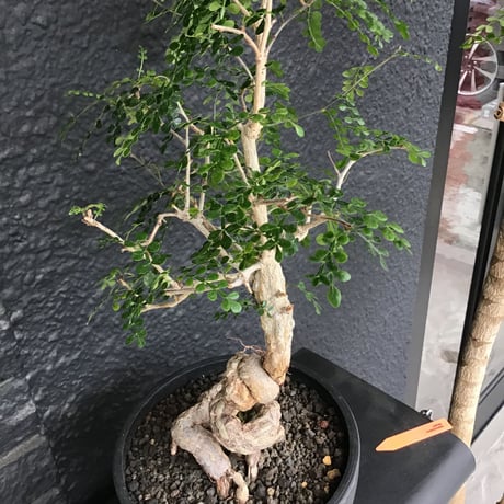 opercullicarya   decaryi  ※根上り仕立て 《店主国内管理12年目株》※年月を掛けデカリー らしく垂れ枝を上品に作り込んだ一株 ※mad black bowl pot植え