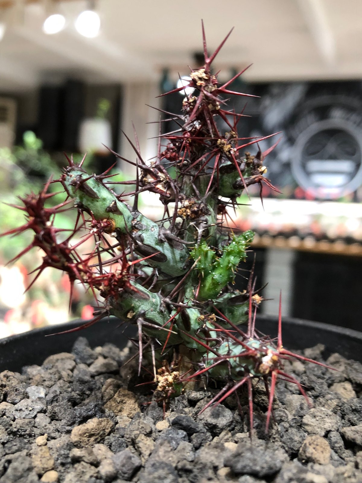 euphorbia aeruginosa《M size》※現地球株発根済※枝振り良く稀なほど整