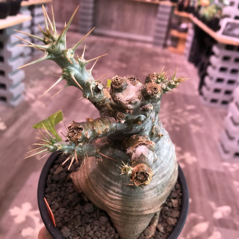 packypodium saundersii（M size）※現地球発根済株※可愛すぎる