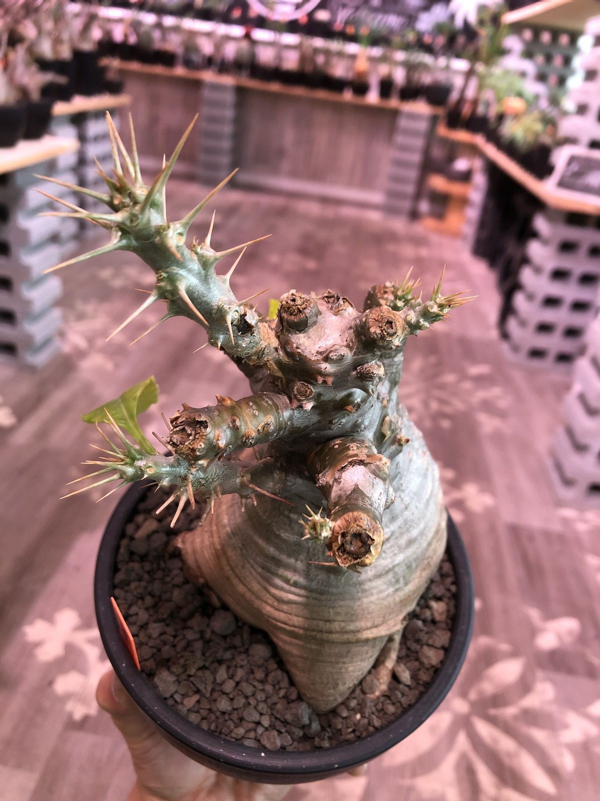 packypodium saundersii(M size)※現地球発根済株※可愛すぎる packypodium saundersii(M size)※現地球発根済株※可愛すぎる