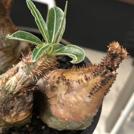 pachypodium gracilius 《L size》希少‼︎green肌&極現地焼け3-he'd株※現地球発根後店主国内管理3年株※全てが堪らない低重心3分頭※black bowl pot植え