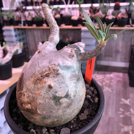 packypodium  gracilius《L size》白肌※現地球発根済株※店主国内管理3年株※美白肌に現地焼けのコントラスト＆ぼってり樹形バランス‼︎※mad black bowl pot植え