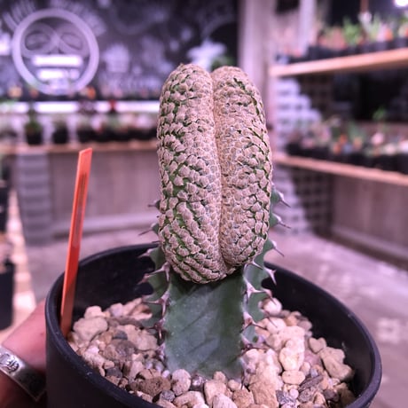 euphorbia    piscidermis《綴化接木》希少株   かなりマニアの中では人気種なレア株※限定2株
