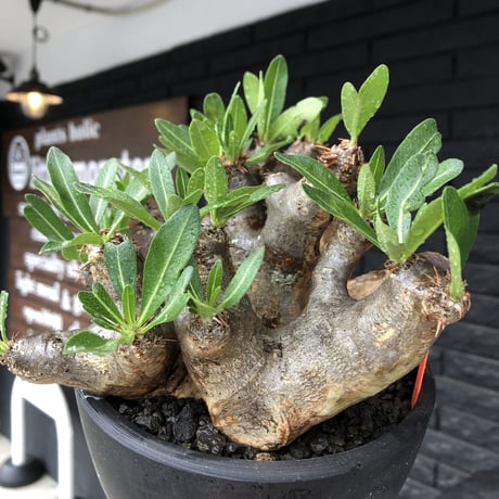 pachypodium brevicalyx《大きめL size》※現地球発根後店主国内管理6年株※丈があり大変ゴツゴツ感強き男前な出立ちが堪らない※mad black bowl pot植え