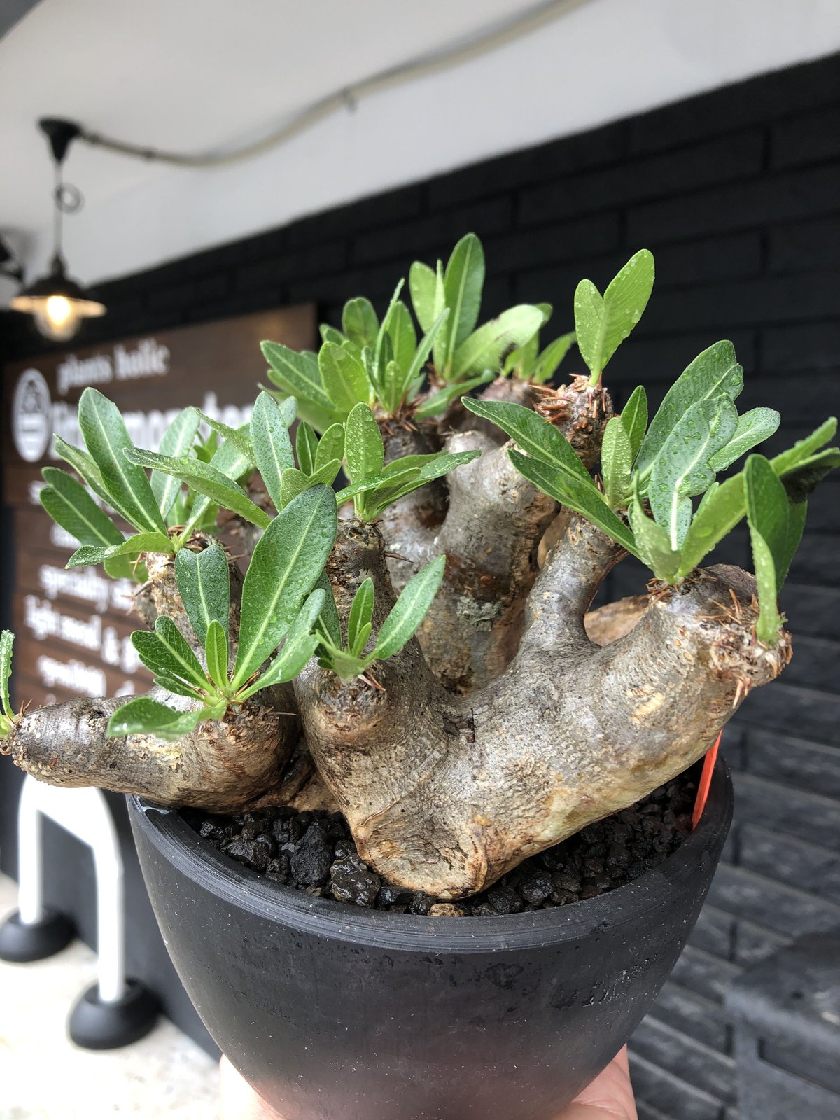 ブレピカリックス 大きめ 現地球 pachypodium brevicalyx《大きめL size》※現地球発根後店主国内管理6