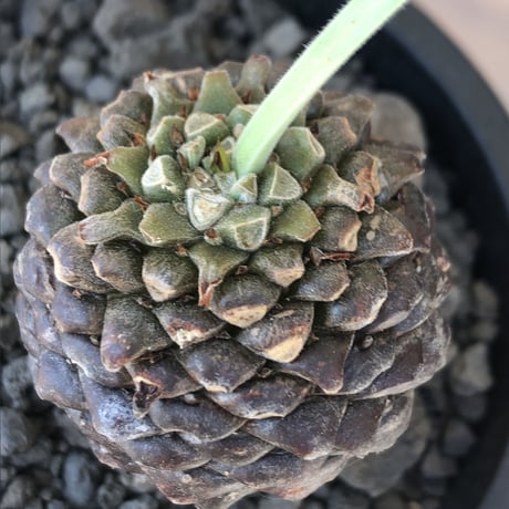euphorbia bupleurifolia《大きめM size 》※まん丸球体株※現地球発根後店主国内管理5年株※ボコボコ肌にまん丸球体感が堪らない一株※mad black pot植え