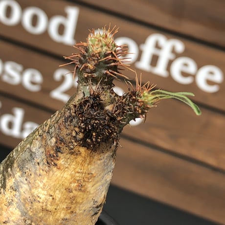 pachypodium  gracilius《M size》希少‼︎w-he'd＆現地焼け株※現地球発根後店主国内管理2年株※良樹形バランスを持ち良きサイズ感※mad black pot植え