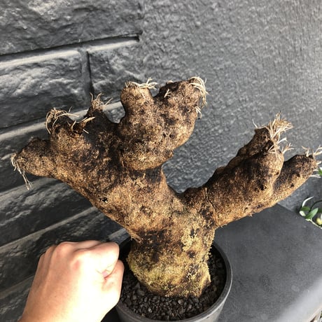 xerophyta  trichophylla《S size》※現地球発根済株※驚愕強靭株※幹太め&限りなくweightはlow‼︎ボコボコ感強きwildな一株※mad black pot植え