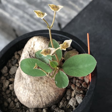 euphorbia primulifolia《大きめM size》※現地球発根後店主国内管理4年株※ぼってり樹形に絶妙balanceのウネリ枝が堪らない一株※mad black pot植え