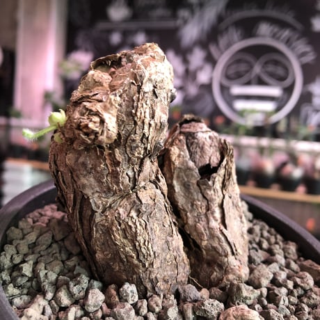 pelargonium triste《M  size》W-he'd株※現地球発根済株※店主国内管理3年株※weight低めでbalance良き珍しい双頭株‼︎※mad black pot植え