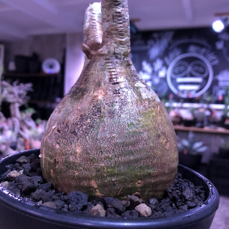 packypodium  gracilius《大きめM size》一部グリーン肌※現地球発根済株※店主国内管理3年株※特化した肌colorにweight低き球体株な装い※mad black pot植え