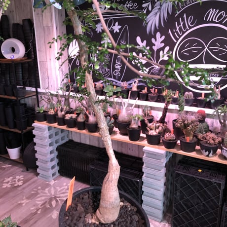 opercullicarya   decaryi  littmon  seed🌱 《6年株》※成長早く例年変化を感じ育てられる上、幹幅もパワータンクも巨大な選抜株※mad  black  pot植え