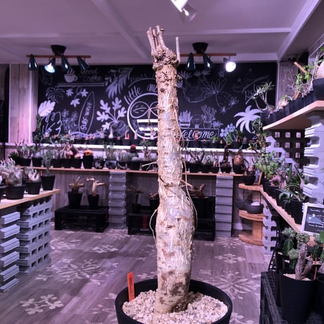 euphorbia    mahabobokensis《L size》驚愕激希少種※マダガスカルのマハボボカ村のみに自生する希少大株※激オススメ株※限定１株