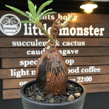 pachypodium succulentum 《M size》※現地球株発根済※サキュレンタムらしからぬ濃いめの肌に整った丸み強き良樹形が堪らない‼︎※mad black pot植え