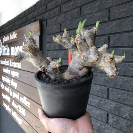 packypodium  brevicalyx《L L size》※現地球発根済株※荒い肌質に極太幹がwildすぎる上、美術的＆interior性高き激オススメ株※mad black pot植え