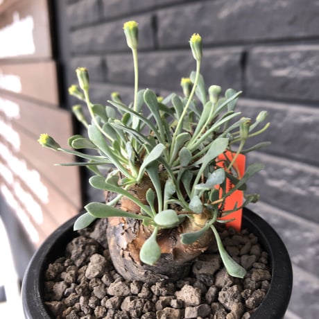 othonna  euphorbioides《M size》※現地球発根後店主国内管理3年株※株元は太く綺麗目肌の持ち主‼︎※mad black pot植え