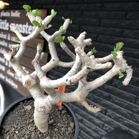 othonna  furcata《 LL size》極白肌良樹形※現地球発根後店主国内管理5年株※極美白肌且つ大きめながら大変枝振りバランスも良き一株※mad black bowl pot植え