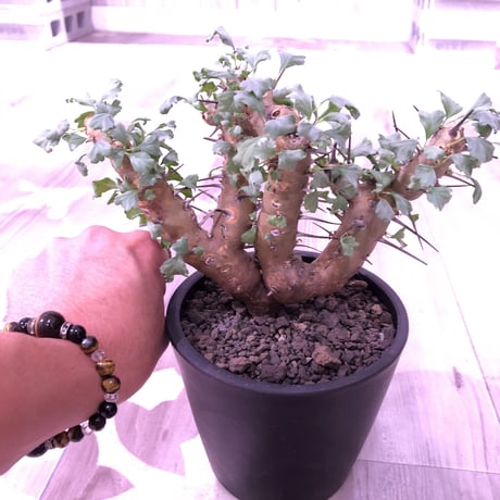 sarcocaulon   crassicaule《M  size》※冬型caudex‼︎  ※mad  black  pot植え　刺間が粗めなシンメトリーな balance株‼︎　店主管理３年株