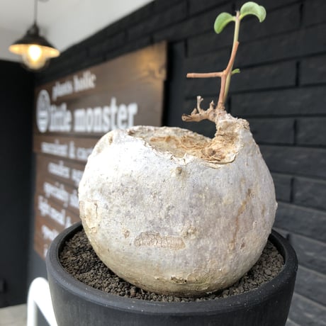 raphionacme procumbens《L size》激希少種‼︎極白球大株※現地球発根後店主国内管理5年株※希少性激高‼︎まん丸球体&極白肌&エグれが堪らない※black bowl pot植え