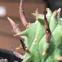 恵比寿笑い　現地球 packypodium brevicaule恵比寿笑い《L size》※現地球発根済株