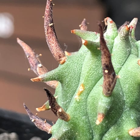 euphorbia schoenlandii《S size》※littmon seed株※小振りながら大株に負けないワイルドさと身体に見合わない太棘を持つ将来有望株※black bowl pot植え