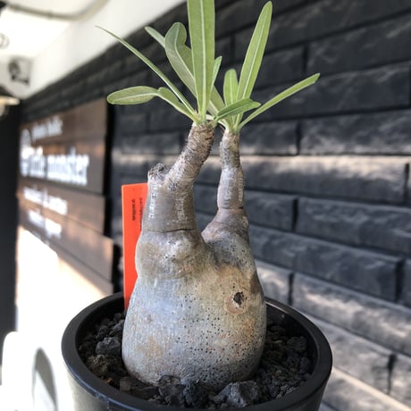 pachypodium gracilius《大きめS size》※現地球発根後店主国内管理2年株※霜降り柄のぼってり株元なバランス良き選抜株※mad black pot植え