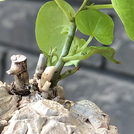 dioscorea elephantipes アフリカ亀甲竜《M size》※現地球発根後店主国内管理5年株※美しすぎる特化した白肌に彫深き立体樹形が堪らない※mad black pot植え