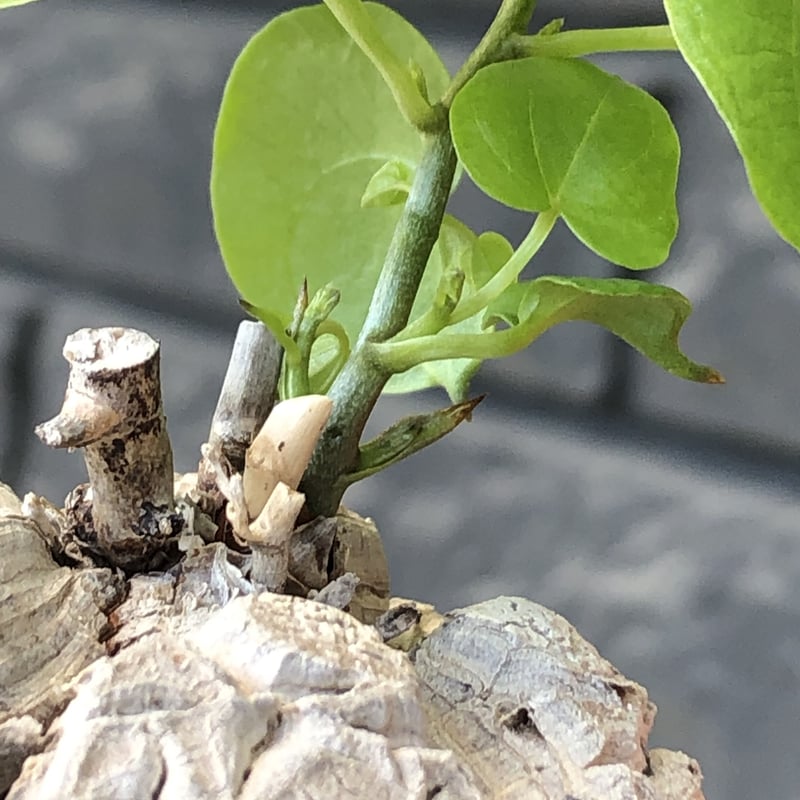 アフリカ亀甲竜現地球発根済み dioscorea elephantipes アフリカ亀甲竜《小さめM size》※現地球