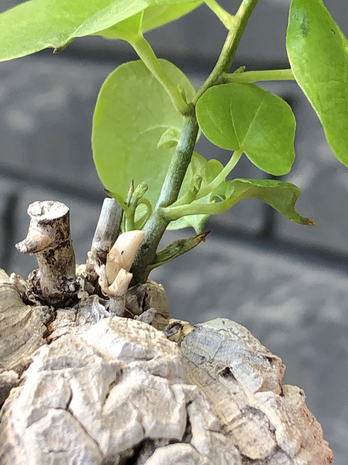 dioscorea elephantipes アフリカ亀甲竜《M size》※現地球発根後