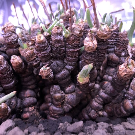 monilaria   pisiformis《L size》激希少群生株  Instagram post株　※冬型caudex‼︎   ※mad black pot植え