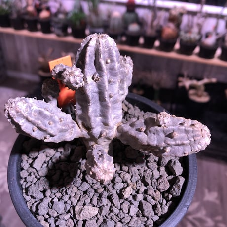 euphorbia  neobosseri《M size》※キモ可愛い装いへと年々ボコボコと子吹き増殖する渋い一株‼︎※mad black pot植え