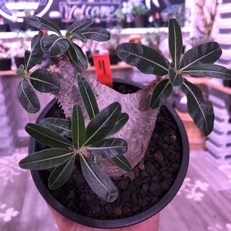 packypodium  cactipes《M size》※現地球発根済み株‼︎  （限定1株）※店主3年管理株‼︎※葉の色も濃く、横筋強き激おすすめカクチ‼︎※mad black pot植え