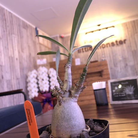 adenium  somalense
