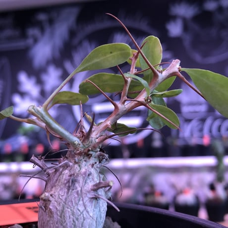 fouquieria columnaris 観峰玉《S size》※現地球発根済株※美しい白肌に小振りでもぼってり樹形な冬の人気者※mad black pot植え