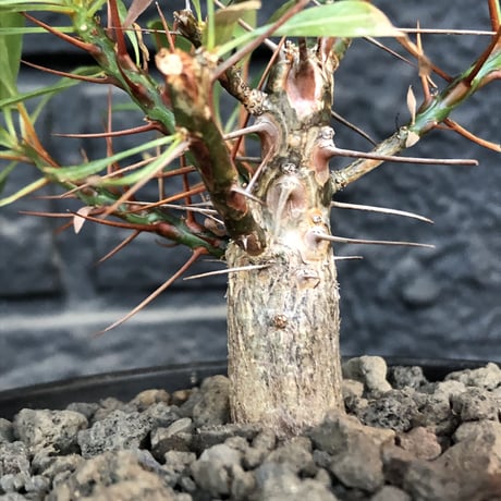 fouquieria  purpusii《小さめM size》希少種※現地球発根済株※株元の成長に期待を持てるバランス良き美株‼︎特化した美しい柄が魅力‼︎※mad black pot植え