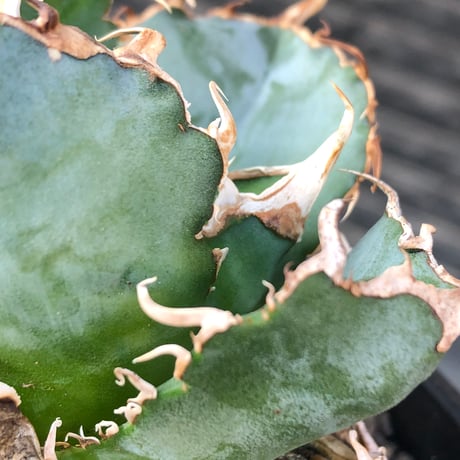 agave titanota  白鯨陽炎type《M size》※現地球株発根済※ウネウネ強き鋸歯に幅広肉厚タイプ※black pot植え
