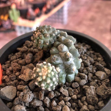 copiapoa   hypogaea《大きめM size》※現地球カキ仔自根株（子株付き）※店主国内管理2年株※良き肌質に優しい黒棘がwild且つ魅力的なヒポガエア※mad black pot植え