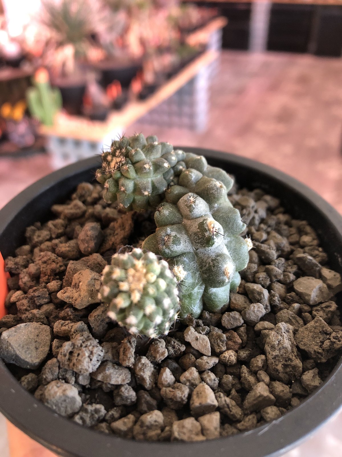 copiapoa hypogaea《大きめM size》※現地球カキ仔自根株(子株 copiapoa hypogaea《大きめM size》※現地球カキ仔自根株(子株