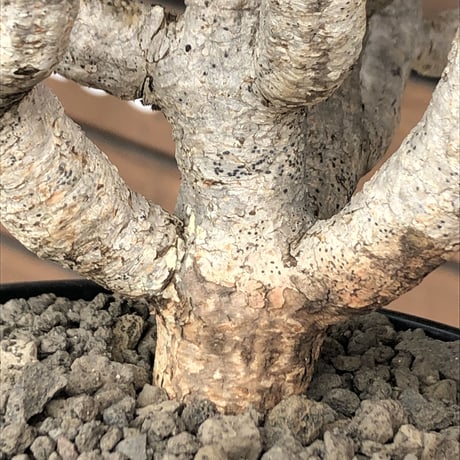 euphorbia  guillauminiana《大きめL size》※現地球発根済株※店主国内管理4年株※溶岩質土壌育ちの現地球株らしい表皮＆低重心wild良樹形※mad black pot植え