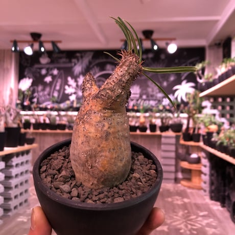packypodium  gracilius《S  size》※現地球発根済株※堪らなく特化した驚愕株‼︎現地焼け激しいyellow-goldグラキ‼︎※mad black bowl pot植え