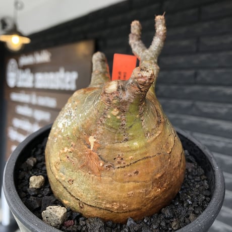 pachypodium gracilius《大きめM size》極ぼってり低重心樹形&現地焼け肌※現地球発根後店主国内管理4年株※丸みも強く極めて低重心ぼってり樹形※mad black pot植え
