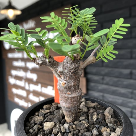 senna  meridionalis《 M size》※現地球発根後店主国内管理3年株※大変幹の色が濃く特化した肌質のセンナ‼︎強剪定繰り返した上品仕立て‼︎※mad black pot植え